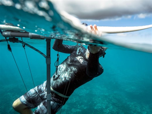 How a string of deadly shark attacks made a remote island a hub of lifesaving research