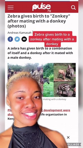 Zebra Gives Birth to Zonkey After Mating with Donkey
