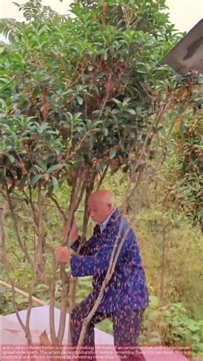 Grandpa Harvests Thousands of Osmanthus Flowers in Seconds
