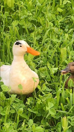 Duck Quack Sound Effect for Videos | Clear HD Audio #ducker #birds #lipsync #ducktape #soundtrap