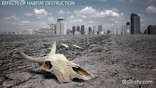 Habitat Destruction: Lesson for Kids