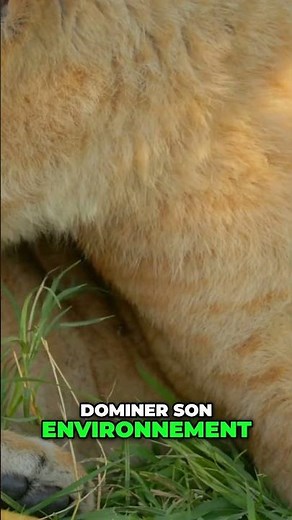 Le Lion: Roi de la Savane et Maître des Prédateurs #Lion #Savane #Nature #Faune #Prédateurs