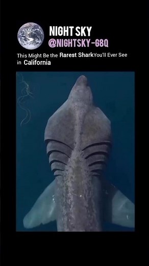 This Might Be the Rarest Shark You'll Ever See in California #BarkingShark #CaliforniaCoast