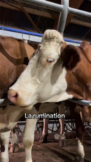 17 reactions | La rumination est très importante dans le cycle de digestion de la vache ! Il est primordial de bien savoir analyser si celle ci est optimale ou non !  #ferme #agriculture #animaux #pourtoi #vache #montbeliarde #rumination #lafermedesbioles | La ferme des bioles | Facebook