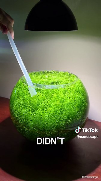 Affordable Aquascaping Tips for Stunning Tanks on a Budget!