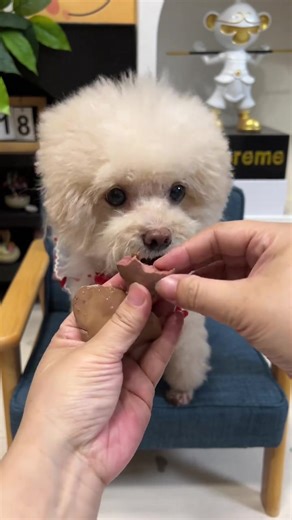 Tim gan gà hấp món ăn vặt khoái khẩu cho chó mèo #dog #animals #fyp #puppy #petlover