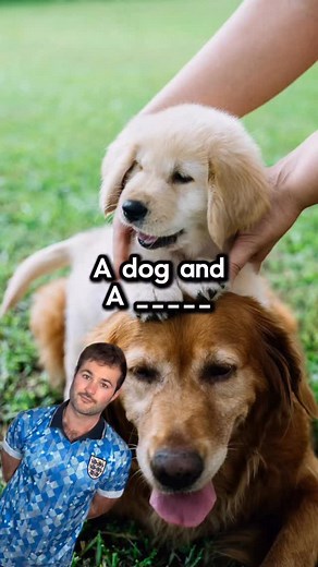 Animals & Babies 🐕 🐶 #learnenglish #englishvocabulary #britishenglish | englishwithlewis