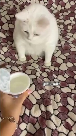White Cat throwing up meme | Red Boi #shorts #memes