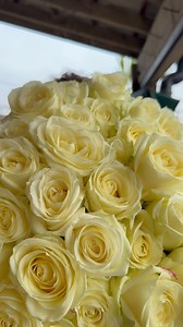 🌸 **COMPETITION TIME! Win a stunning 50 Stem White Avalanche Rose Bouquet!** 🌸 We’re spreading some love and elegance with our **White Avalanche Roses Giveaway** 💐 **Here’s how to enter:** 1️⃣ **Like** AND **Share** this post ❤️ 2️⃣ **Follow** our page 🌿 3️⃣ **Tag 5 friends** in the comments 👯‍♀️ ✨ **Bonus!** If all **5 of your tagged friends** also follow our page, you’ll each win **10 white roses** 🌹🌹🌹 (up to 5 friends!) That means: * 🏆 **You** win a **50-rose bouquet** * 💕 **Your 5 