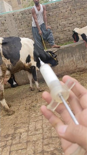 #remix #speedsong #dance #bass #avee_player #goat#anmolpunjabcow#farmanimals#animals#cow#modalmusic