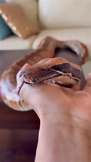 Unknown Exotics🐍 on Instagram: "Look At My Blood Python #trending #explorepage #reptiles #viral #trendingreels #explore #pets #petsofinstagram #petstagram #snakes #snakesofinstagram #reptilesofinstagram"