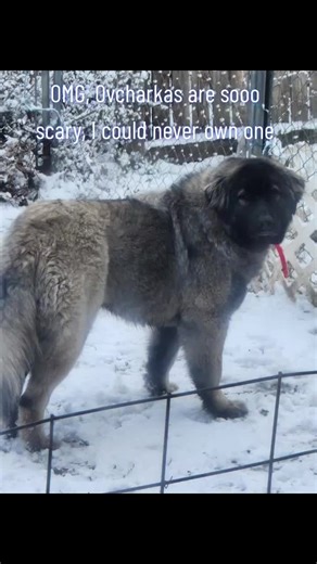 Understanding the Ovcharka: Russia's Fearsome Dog