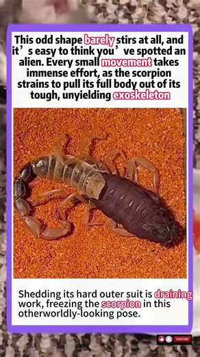 It Looks Like An Alien — But It’s Just A Scorpion Shedding Its Armor#animals #wildlife