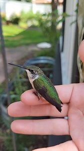 Cute little hummingbird 😍❤️ #birdphotography #birdofprey #birdlovers #birdwatching #birdofparadise #birdphotography #birdsofinstagram #littlebird #soundhealing | Birds lover