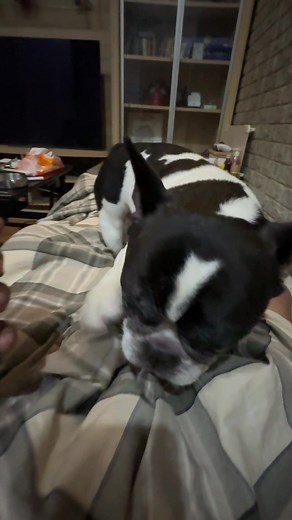 Happy Dog Sounds Compilation for Dog Lovers