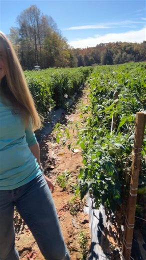 This past weekend’s hard frost officially brought the 2025 tomato crop to an end. It’s always bittersweet watching the last of the vines go down after months of planting, picking, sweating, and praying for just the right weather. Farming has a way of humbling you and grounding you all at once. There’s something truly special about working with family. It’s not always smooth sailing, after all, they’ve known you your whole life, and they see you at your best and your worst. But at the end of the 