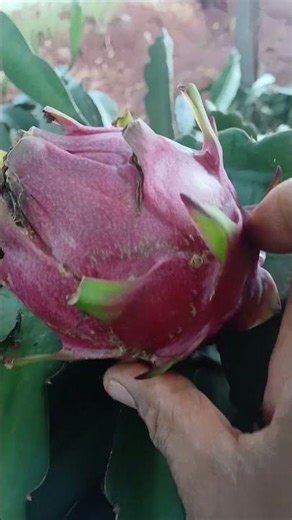 The variety of king red pitaya is surprising me.