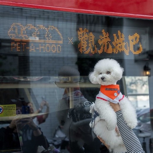 Take your pets on a ride with the new Citybus pet open-top sightseeing bus tours