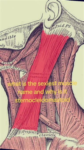 Understanding the Sternocleidomastoid Muscle