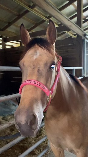 Saddling Jasmine for Reining: A Buckskin Futurity Horse