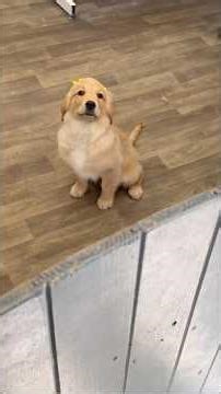 Golden Retriever Pup’s First Groomers Visit! 🐶✂️ | 13 Weeks Old