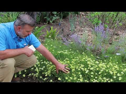 Moonbeam threadleaf coreopsis (Coreopsis verticillata 'Moonbeam') - Plant Identification