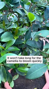 11K views · 92 reactions | Camellia Care #backyardgardening #gardeninglife #vegetablegardening #vegetablegarden #gardeningtips #gardeninglove #organicgardening #gardensofinstagram #gardenideas #urbangardening #gardeningistherapy #gardeninggoals #homegardening #gardeninspiration #lovegardening #gardeningisfun #countrygarden #veggiegarden #happygardening | Garden Tips | Facebook