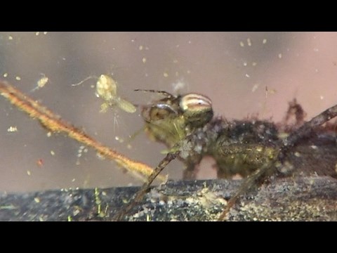 Fragile Forktail Damselfly larva feeding and grooming