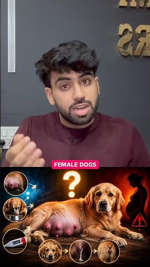 Pregnant Female Dog Symptoms ❌ | Must Know Signs