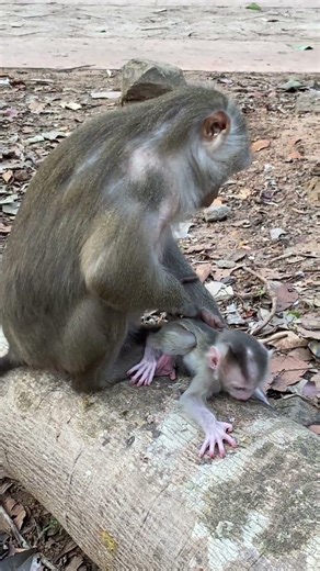 Mother Monkey Kick Her baby Out Crying Loudly #babymonkeybobby #capuchinmonkey #animals