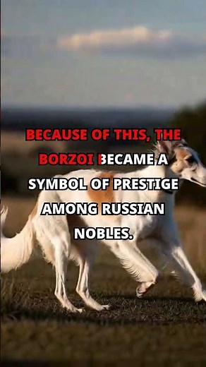 Borzoi: The Lightning-Fast Hunter of Russian Royalty 🐺⚡DOGS | PUPPIES #Borzoi, #FastDogs,