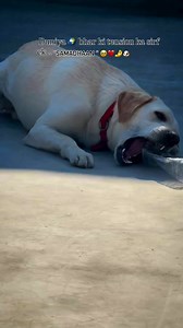 LABRADOR RAP | Oregon UN Labrador PER AMICO