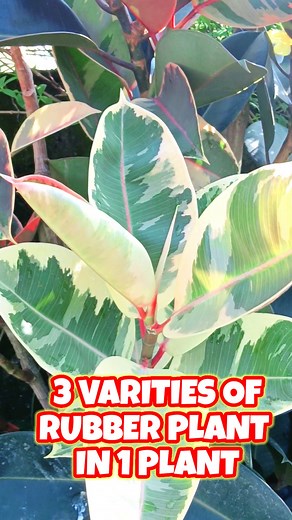 Rubber plant varieties in 1 tree #Kabayangmanny #RubberPlant #PlantVarieties #TripleVariety #PlantDiversity #IndoorPlants #PlantCollection #GreenThumb #PlantEnthusiast #HomeGarden #BotanicalVariety #PlantLovers #IndoorJungle #VarietyIsKey #GardenersWorld #PlantDiversity #UrbanJungle #HousePlantVariety #IndoorPlanting #TripleGreen #PlantDisplay | Kabayang Manny