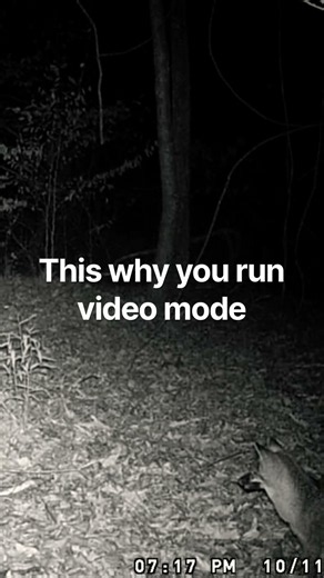 Bobcat attack fox. #trailcamera #deerseason #deerhunting @Wildgame_Innovations