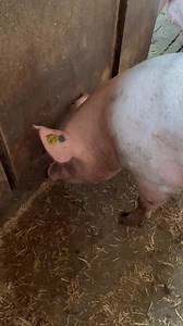 Pig #pigs #farm #farming #withme #pigfarmingtips #shots | Pig Farmer