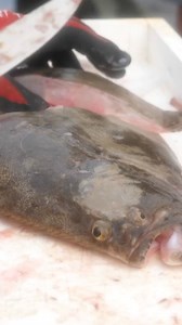 Ever steak a fluke? 🐟 Instead of filleting, @captain_brunodemir steaks his summer fluke by cutting perpendicular to the spine - and the results speak for themselves. ⁠ ⁠ This method creates thicker portions, and even gives you bonus 'spare ribs' that are perfect for pan-frying. The meat literally falls off the bone and the skin melts away during cooking. 🤤⁠ ⁠ To learn more, please visit https://myfishingcapecod.com/how-to-make-pan-fried-fluke-steaks/ ⁠ ⁠ Tight lines! 🎣⁠ ⁠ Ryan | My Fishing Ca