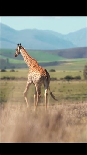 7 Facts About Giraffes That Will SHOCK You