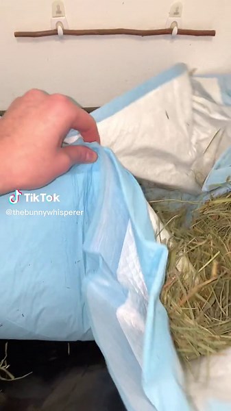 Follow for more bunny content 🐰 #bunny #rabbit #bunnycleaning #bunnycleaningtime #bunnyhome #bunnytips #bunnyideas #rabbittips #rabbitideas #bunnyhouse #freeroambunny #bunnycare #rabbitcare #rabbittok #bunnytok