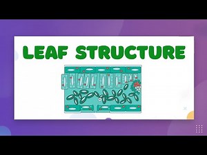 Structure of a Leaf — LearnStalk Biology