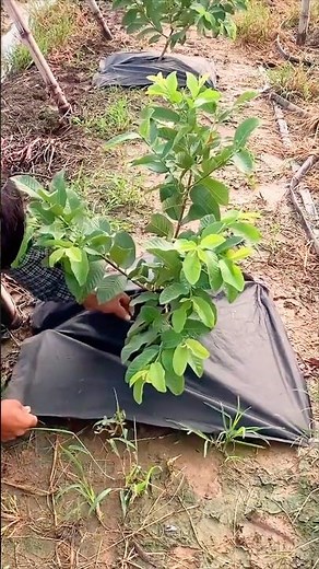 Best Way To Control Weeds #farmingtech