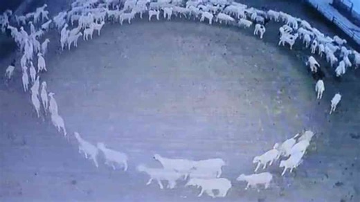 The Sheep Loop That Baffled Farmers for Days