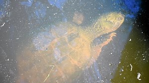 9.2K views · 292 reactions | A giant Snapping Turtle under the bridge | ND Wildlife and Landscapes | Facebook