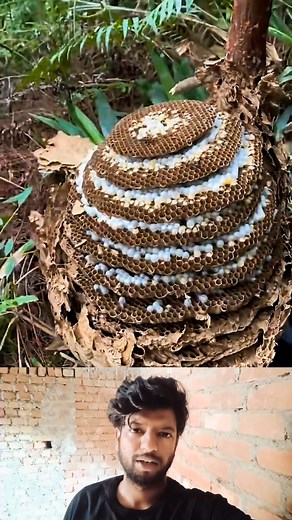 62K views · 36 reactions | Peeling open a wasp nest to extract honey | Mouse trap 2022 | Facebook