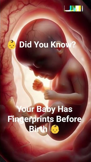 Your Baby Has Fingerprints Before Birth 👶