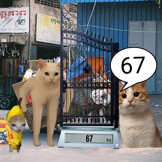 Baby Banana Cat & Scrapyard School Day 😺❤️ #catmemes #cat #shorts #fyp #bananacat