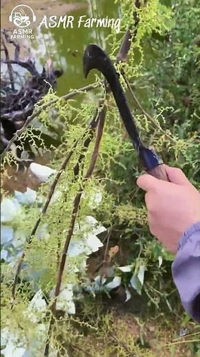 Cut the Small Branches, Keep the Big Ones for Propagation | ASMR Farming Pruning Sounds #asmr