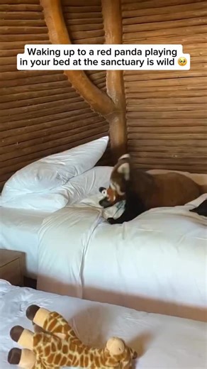 Red pandas are small, tree-dwelling mammals native to the Himalayas and parts of China. In the wild, their numbers are declining because of habitat loss, deforestation, and poaching. However, they tend to do better in captivity since sanctuaries and zoos provide safe environments with plenty of food, trees for climbing, and protection from predators. These settings also support breeding programs that help increase their population and preserve the species. Video credit goes to @littlepanda6487 F