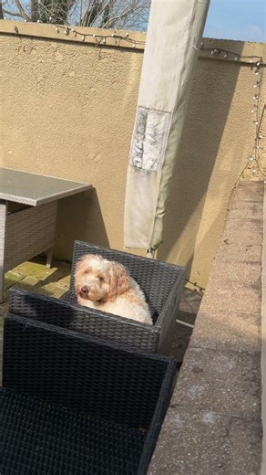My fur baby enjoying the lovely weather #cockapoo #sunbathing #spring2026