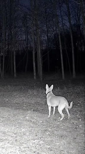 CCTV: Dog vs. Something in the Woods #viralstory #doglife #animalrescue #doghero