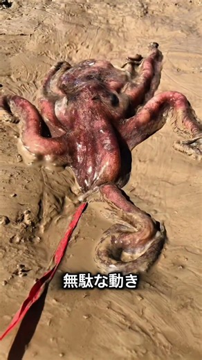 タコの驚くべき能力